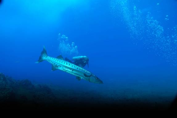 Barracuda gigante durante mergulho em Pedras Secas I, em Fernando de Noronha - PE (foto de Mateus Harfush - Ciliares)